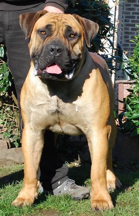 Advertise, sell, buy and rehome boxer dogs and puppies with pets4homes Crazy Wolf of Blygedacht Boerboele | Bull mastiff dogs ...
