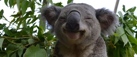 Interesting Facts About Koalas Including How They Better 57 Off