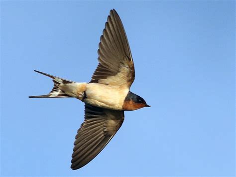 Barn Swallow Hirundo Rustica Golondrina Común Hirundo Rustica