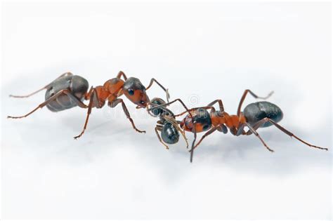 Duas Formigas Atacaram Uma Formiga Pequena Foto De Stock Imagem De