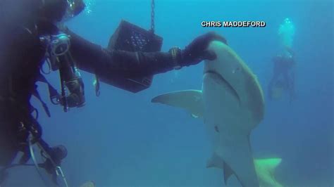 Video Injured Lemon Shark Nudges Diver For Help