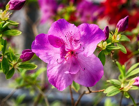 Azalea Guide How To Grow And Care For This Flowering Shrub