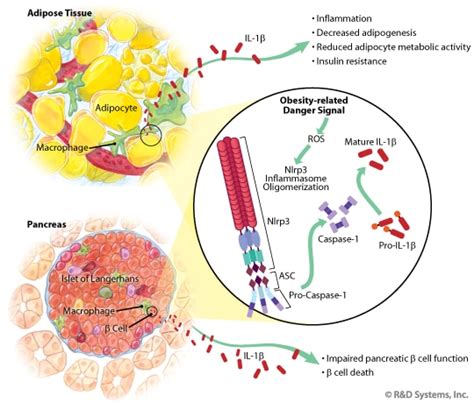 Obesity Induced Activation Of The Nlrp3 Inflammasome Promotes Insulin