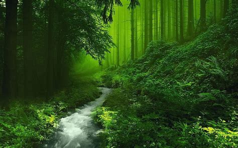 Download Forest Magic Wallpaper