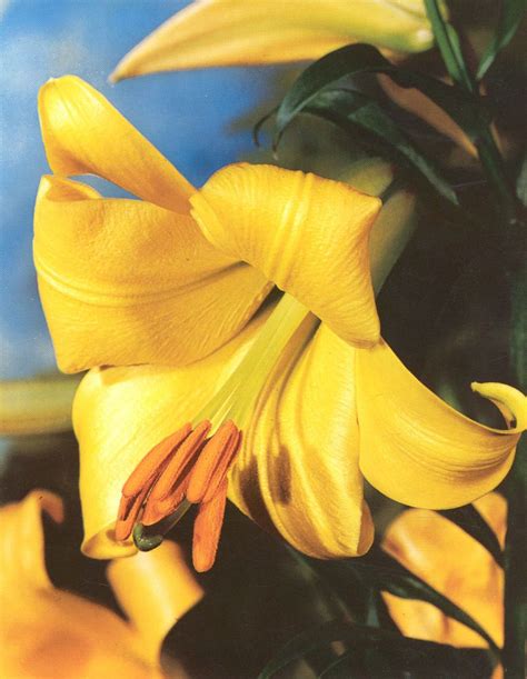 Lilium Golden Splendour A Very Popular Easy To Grow Bulb Very