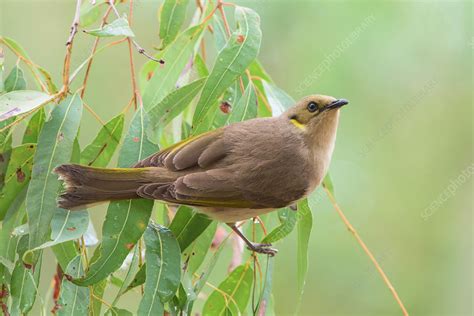 Fuscous Honeyeater Stock Image F0319490 Science Photo Library