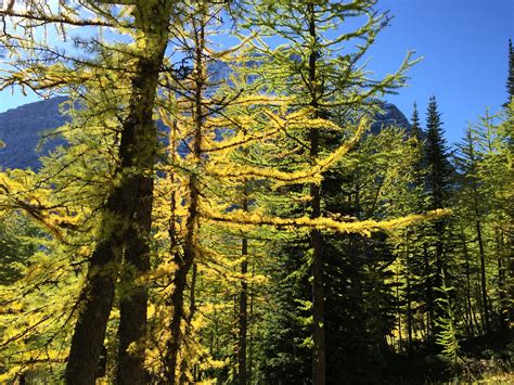 The Lovely Larch Coolest Tree On The Gdt The Great Divide Trail