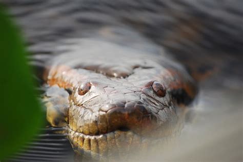 Top 10 Interesting Anaconda Facts Always Learning