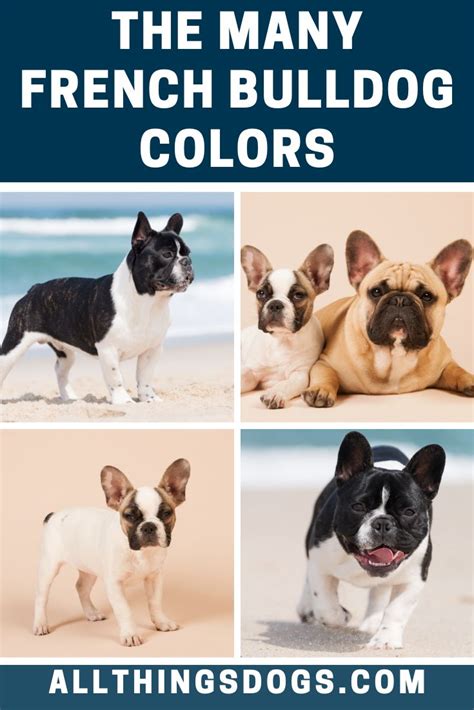 French Bulldog Color Price Chart