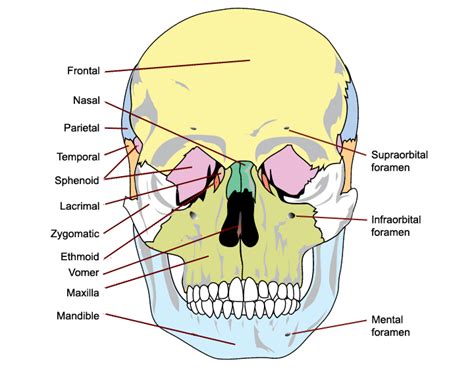 Structure Of The Human Skull With Main Parts Labeled Anterior View And My Xxx Hot Girl