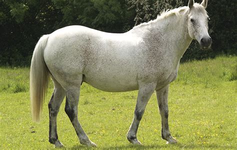 Equine Overweight Horses Oakhill Veterinary Centre Preston