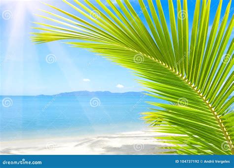 Beautiful Beach With Palm Tree Over The Sand Stock Photo Image Of