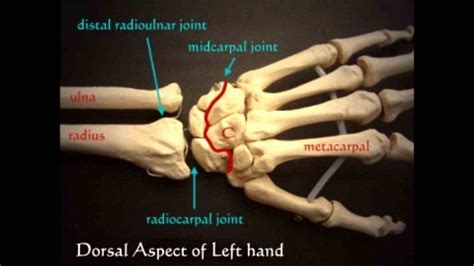 Anatomy Of The Wrist Joint