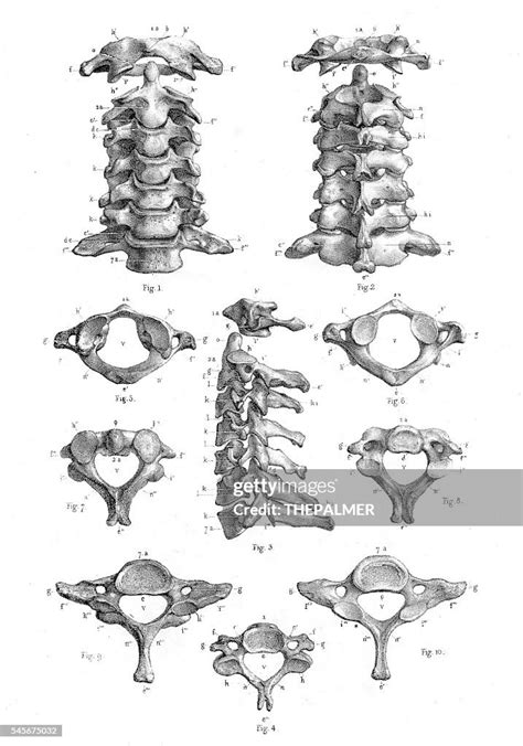 Cervical Vertebrae Anatomy Illustration 1866 High Res Vector Graphic