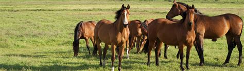 Horses Breeding And Life Stages Young Peoples Trust For The