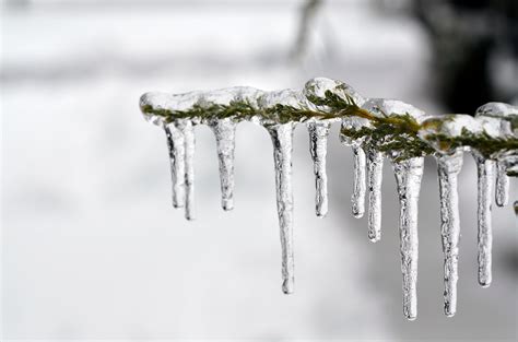무료 이미지 나무 분기 눈 감기 화이트 잎 서리 얼음 날씨 얼다 겨울 왕국 시즌 작은 가지 닫다