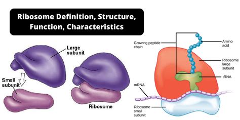 Ribosome Definition Structure Size Location Function Characteristics