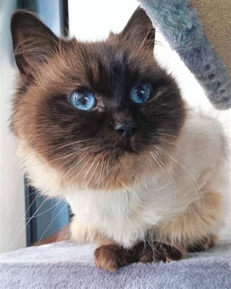 Holly Quokkaface Female Ragdoll Cat In Vic Petrescue