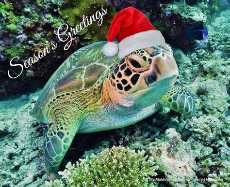 Pin By Ruby Garza On Wee Turtles With Images Turtle Love Turtle