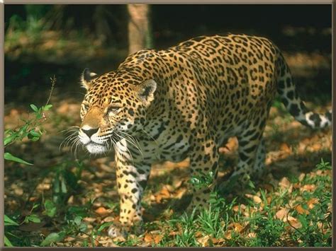 Jaguar Panthera Onca 재규어 Wild Cats Jaguar Pictures