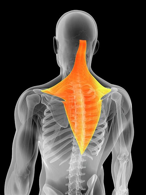 Human Back Muscles Photograph By Sebastian Kaulitzki