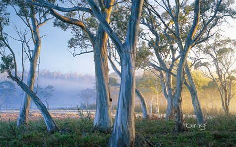 Best Of Bing Australia Australian Landmarks And Animals