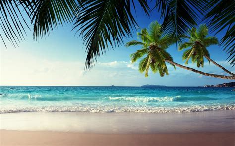 Wallpaper Sunlight Sea Bay Shore Sand Beach Coast Palm Trees
