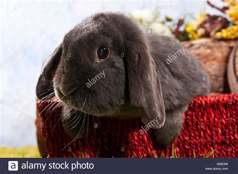 Lop Eared Rabbit High Resolution Stock Photography And Images Alamy