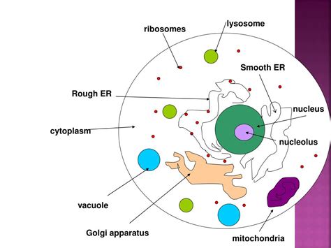 Ppt Cell Organelle S Powerpoint Presentation Free Download Id1763779