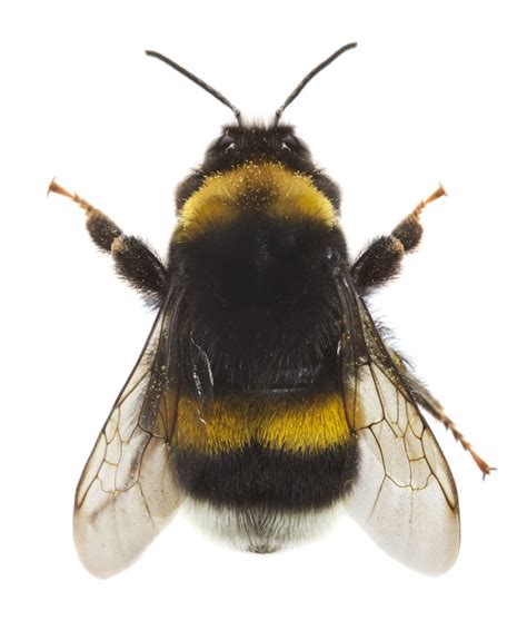 Dumbfounding Facts About Bumblebees