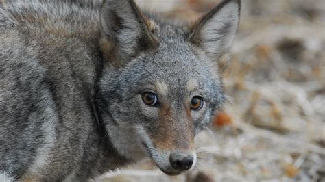 Research Indicates Coyote Predation On Deer In East Manageable Penn