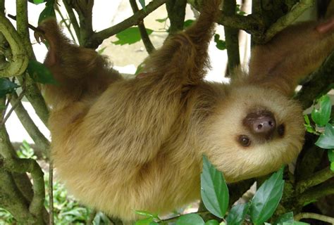 10 Reasons Why Sloths Are Irresistibly Adorable One Green Planet