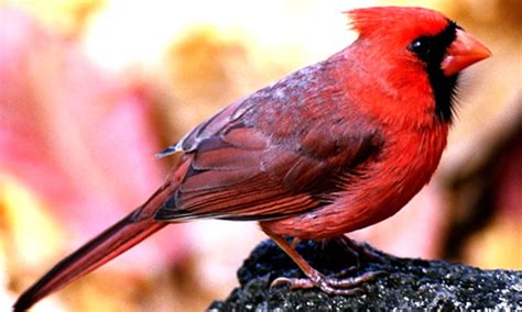 Cardinal Birds Key Facts Information And Pictures