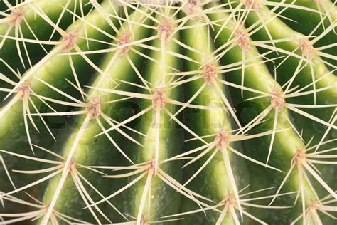 Cactus Texture Stock Image Colourbox