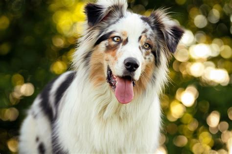 The Top 10 Smartest Dog Breeds