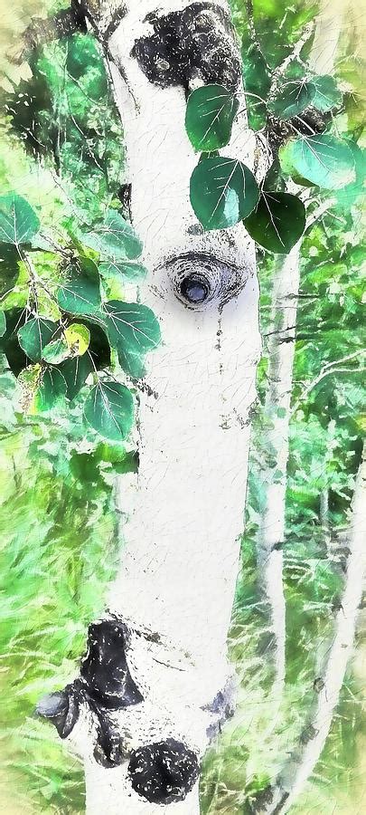 Aspen Tree Eyes Photograph By Ola Allen Pixels