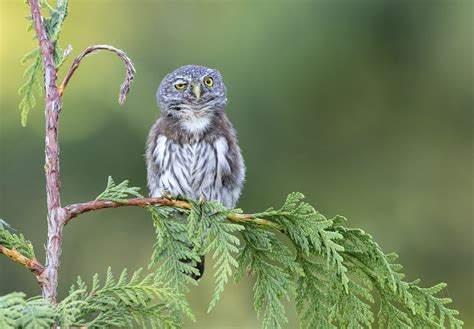 Comedy Wildlife Photography Awards Reveals Funniest Entries For 2020