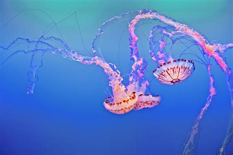 Stunning Display Of Sea Nettle Jellyfish At The Monterey Bay Aquarium