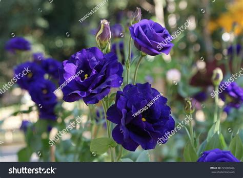 Beautiful Purple Roses Garden Stock Photo 729785026 Shutterstock