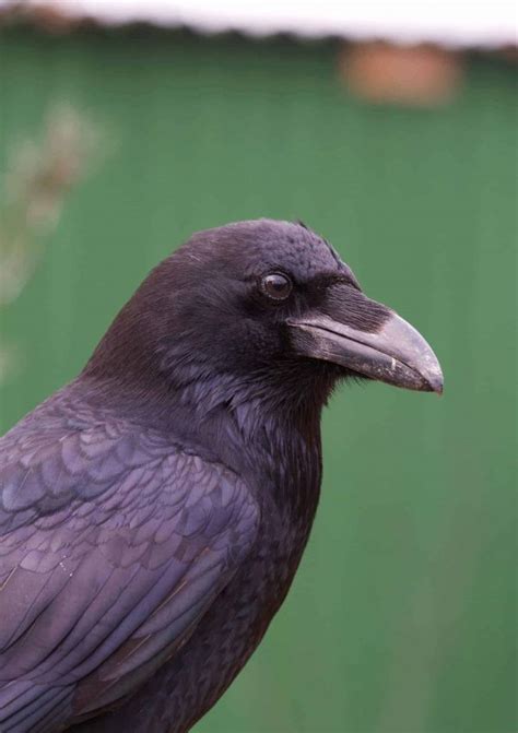 ravens british wildlife centre