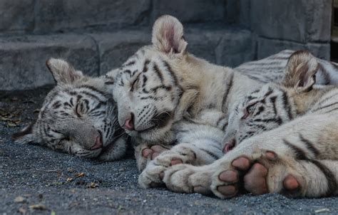 Free Download Wallpaper Cat Stay Sleep Kittens White Tiger The Cubs