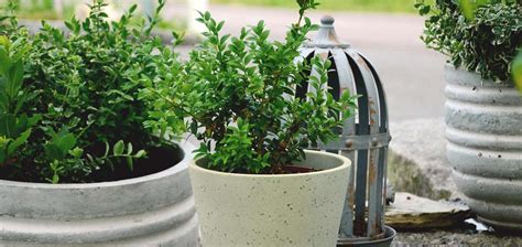 14 Evergreen Shrubs For Pots In The Shade Garden Made Simple