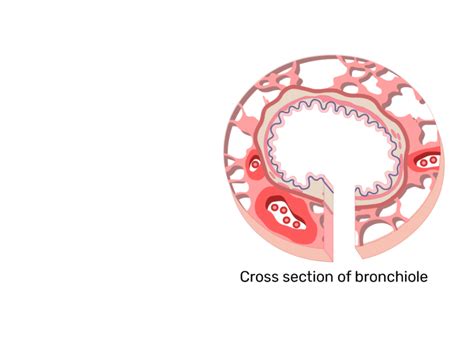 Bronchiole Cross Section