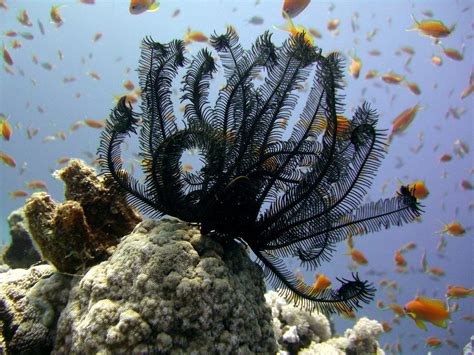 Image Result For Feather Stars Underwater Plants Secret Life The