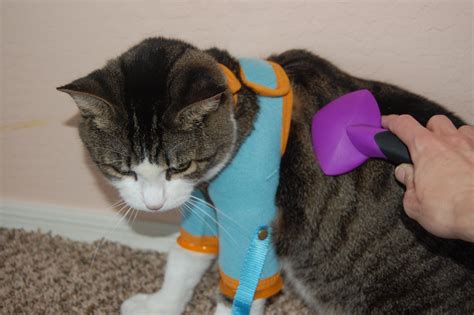 Brushing With The Healthy Kitty Care Harness Kitty Care What Cats