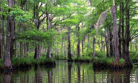 Bayou And New Orleans Swamp Tour Cruise Excursion
