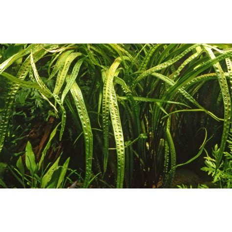 This plant can definitely take its time when it comes to getting established but is well worth the wait. Cryptocoryne crispatula - Tropica Aquarium Plant