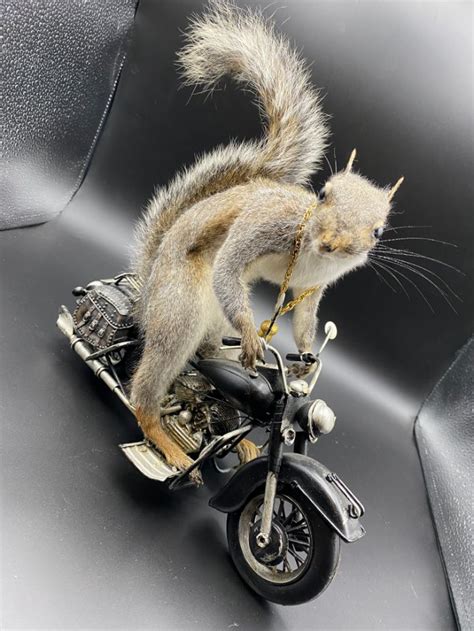 Custom Taxidermy Squirrel Riding Harley Davidson Model Antique Armory