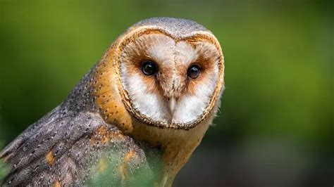 10 Types Of Owls In North Carolina Nc With Pictures