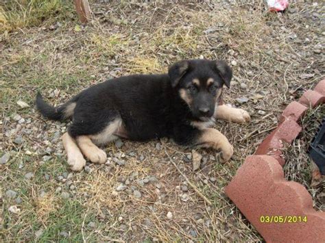 The puppies are very well socialized with people and other dogs. Beautiful Purebred German Shepherd Puppies(Non-Registered ...